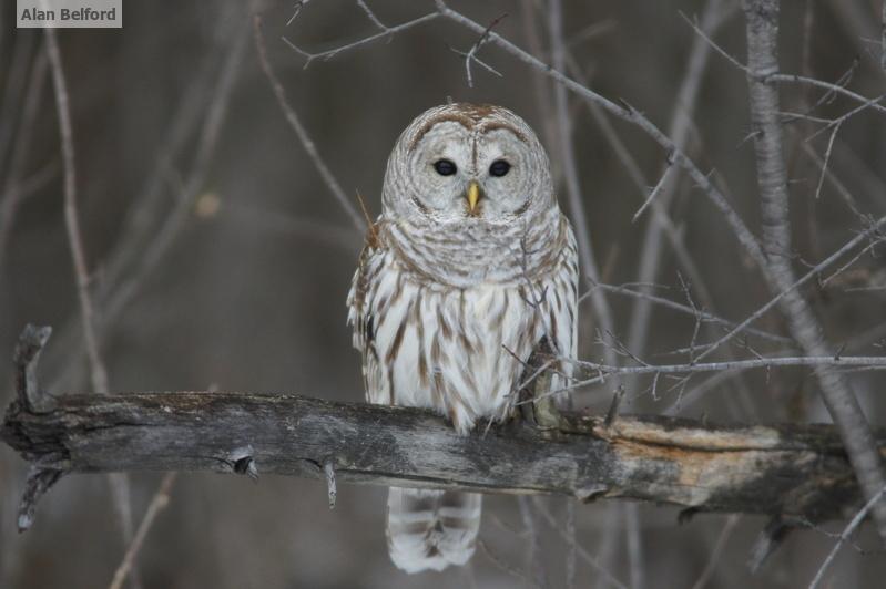 Barred Owls can be found throughout the area, including along the Jackrabbit Trail.