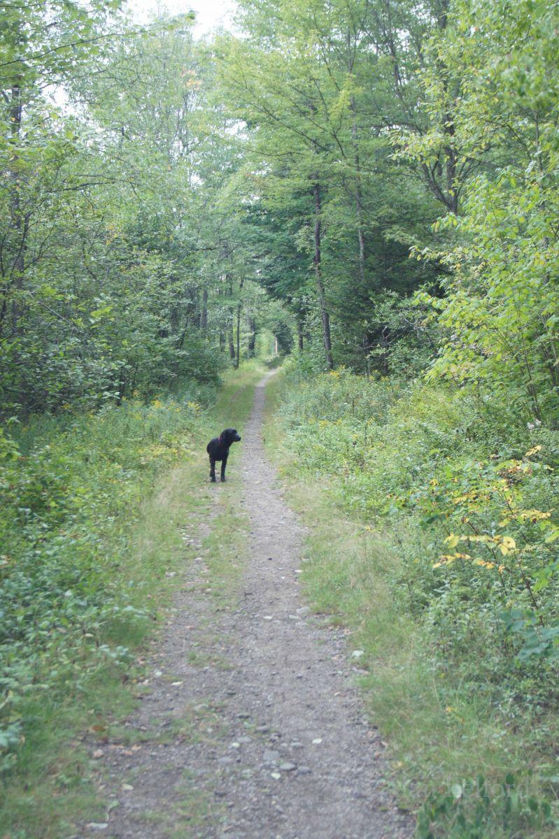 Wren explores along the south end of Bloomingdale Bog during the summer.