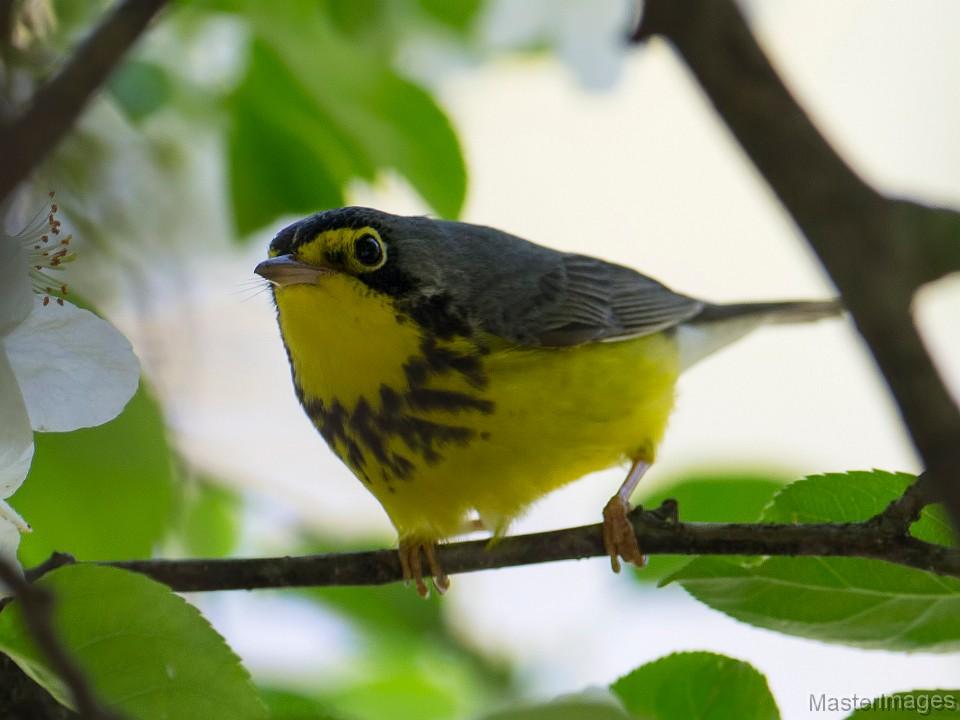 Canada Warblers are one of the warbler species which can be found along the Jackrabbit Trail. Image courtesy of www.masterimages.com.