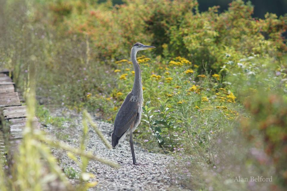 A Great Blue Heron stands on the railroad bed which runs along Lake Colby.