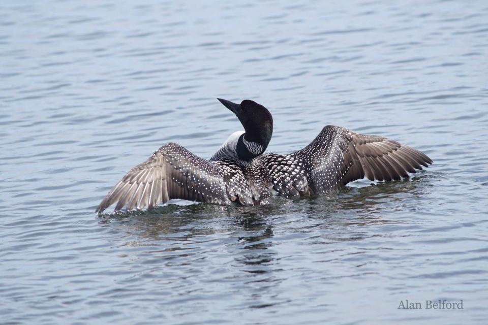 Common Loons nest along the backside of Lake Colby.