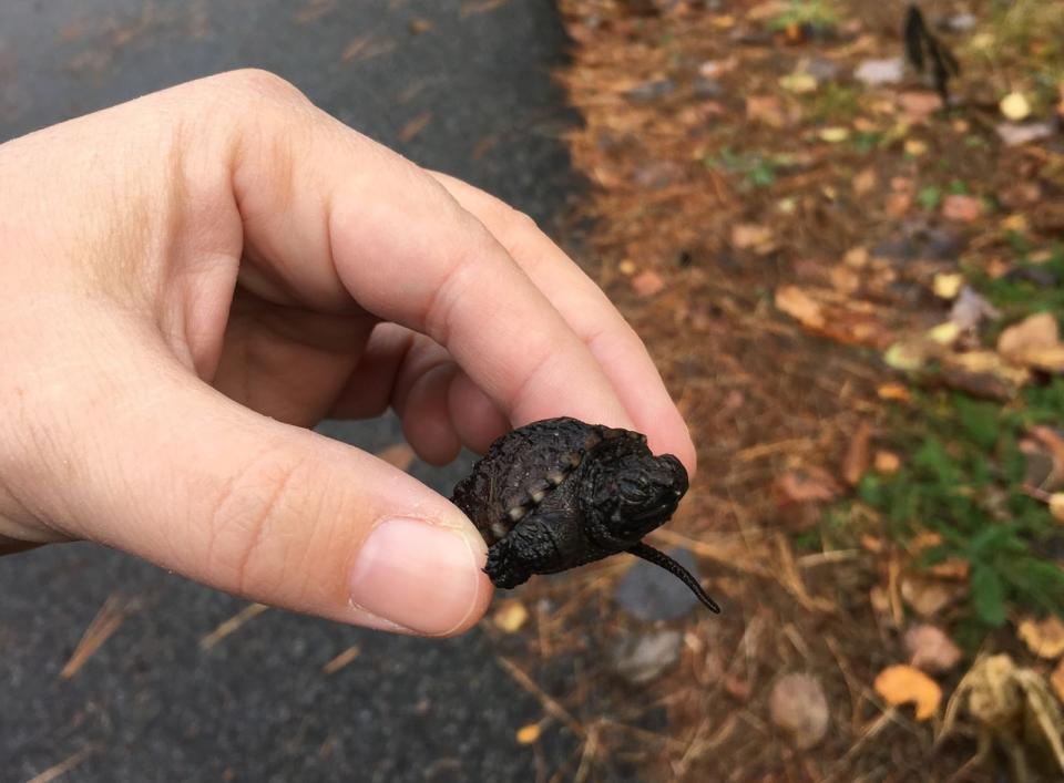 Making friends with a baby snapping turtle