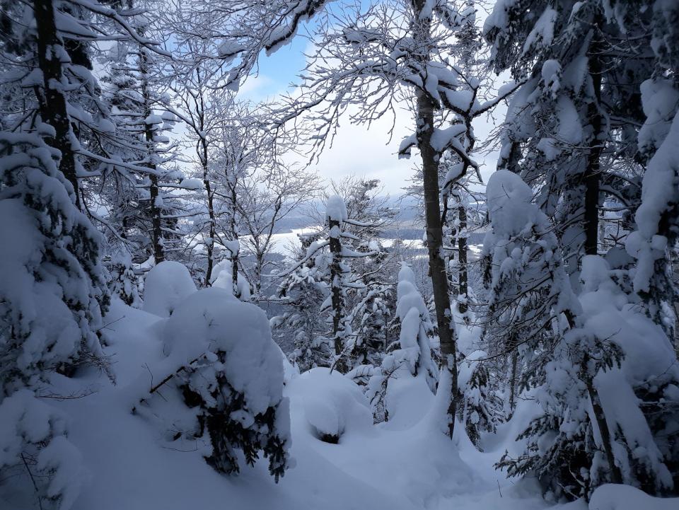 Winter scene through trees of frozen lake.