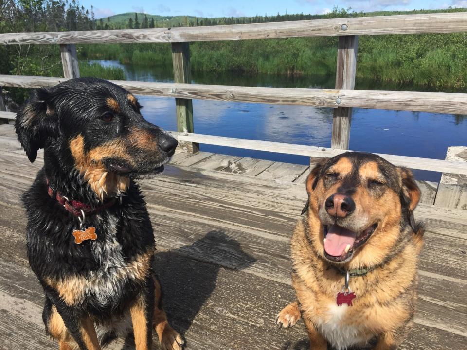 Two dogs sit in the sun on a small wooden bridge over the Bloomingdale bog.
