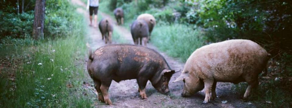 pigs eat food on a path.