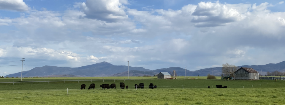 a lush green field with cows and a backdrop of mountains.
