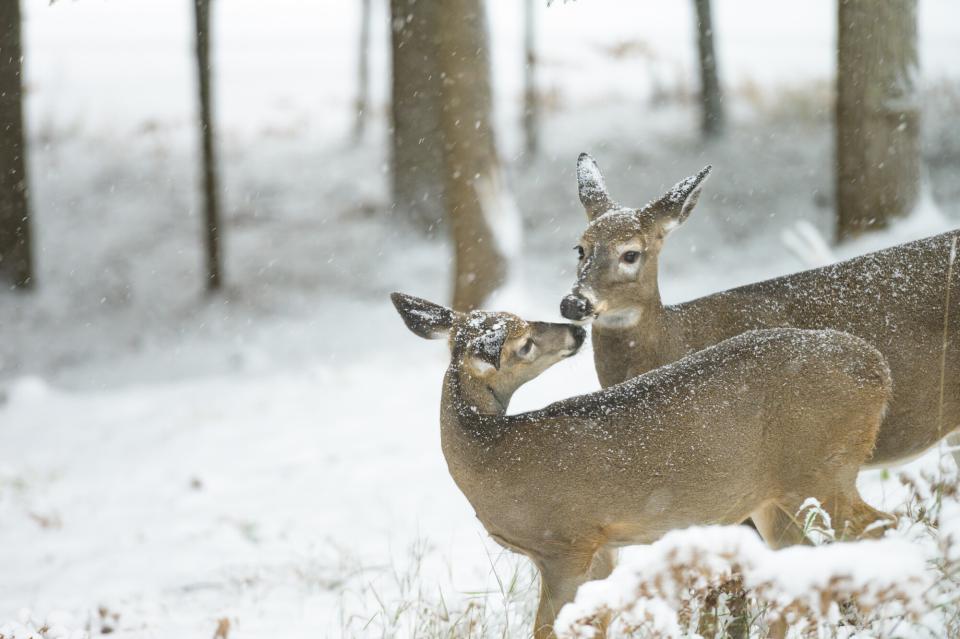 two deer touch noses in the snow.