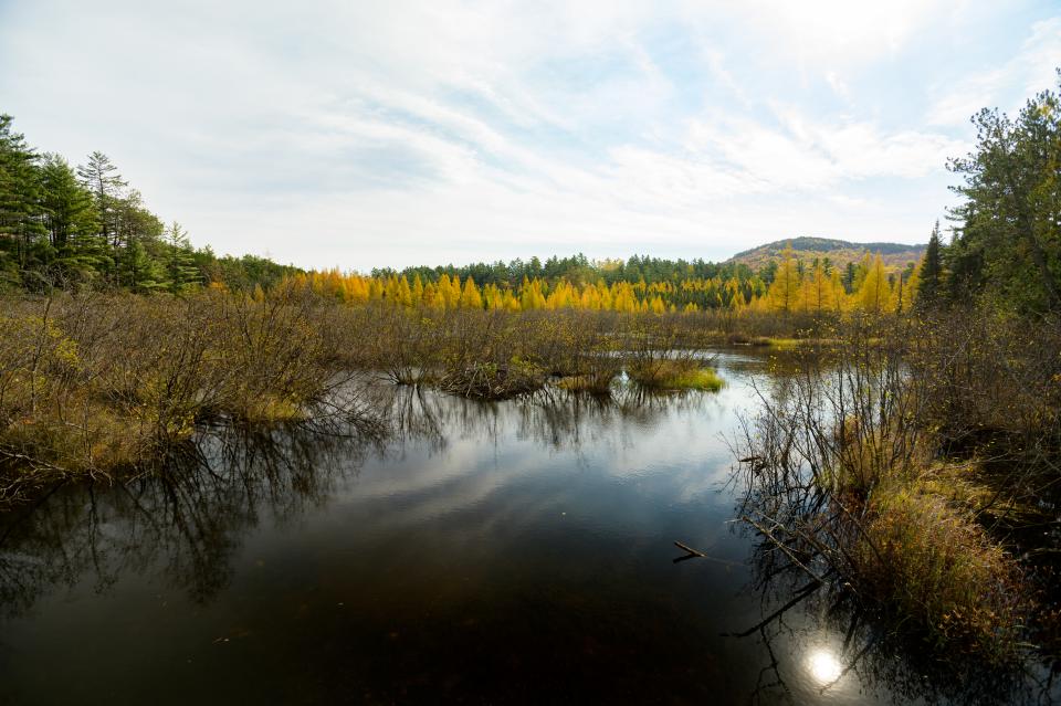 A bog in fall surrounded by yellow trees.