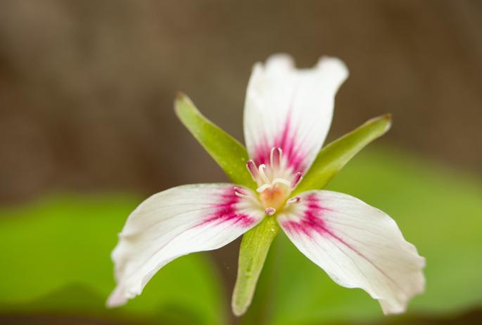 An extreme close-up of a pink and white painted trillium flower, with green leaves in the background.