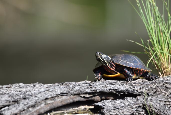A turtle sitting on a log with grass behind it.