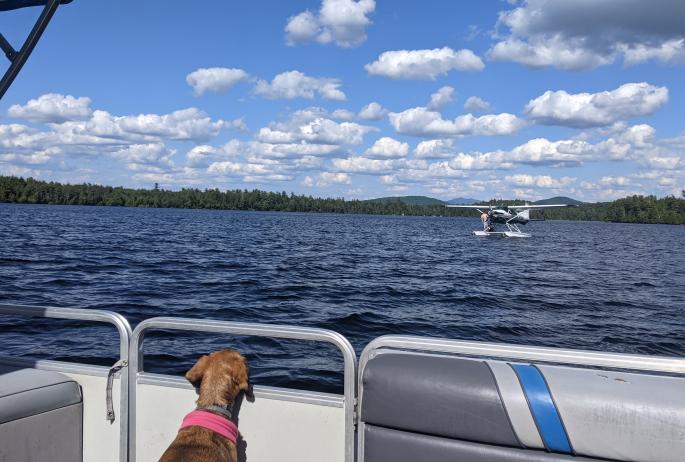 dog on pontoon boat watching seaplane land