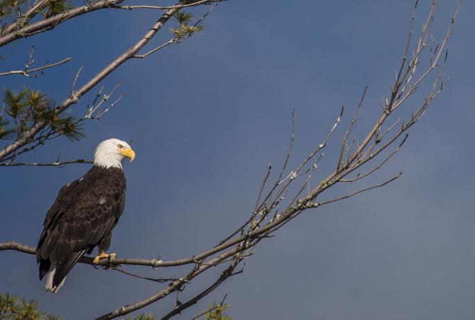 An adult Bald Eagle with a white head and brown body sitting in a pine tree.