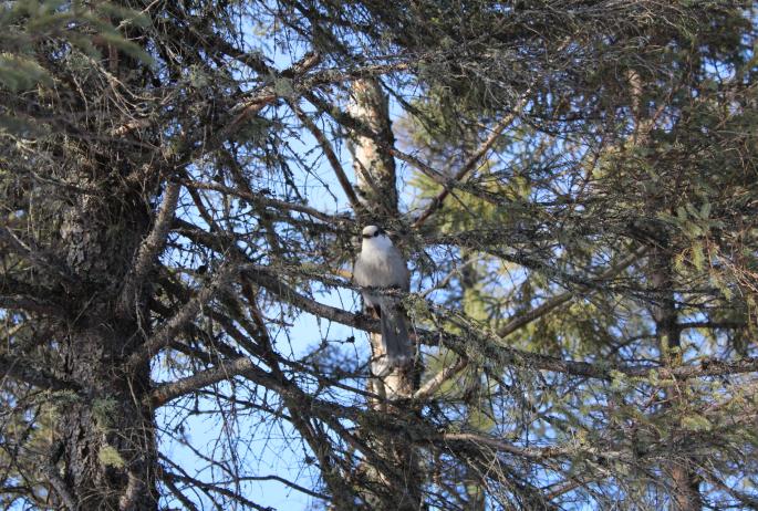 A grey Canada Jay is perched in a conifer tree.
