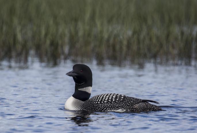A black and white Common Loon floats in the blue water.