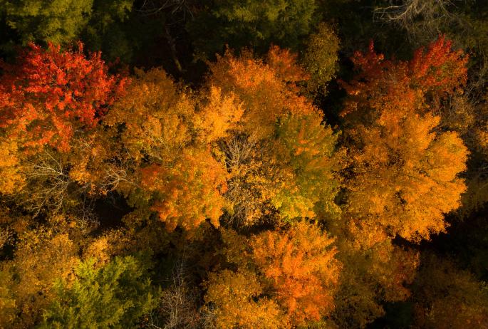 Aerial view looking down on bright orange fall trees.