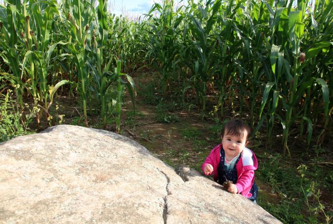 A small child plays on a boulder in front of a narrow path in a corn maze.