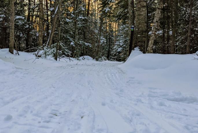 A pair of skis point towards an open, snow-covered trail through the woods.