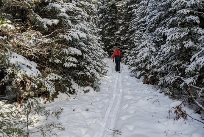A person in a red jacket cross-country skis away from the camera in a dense, snowy wood.