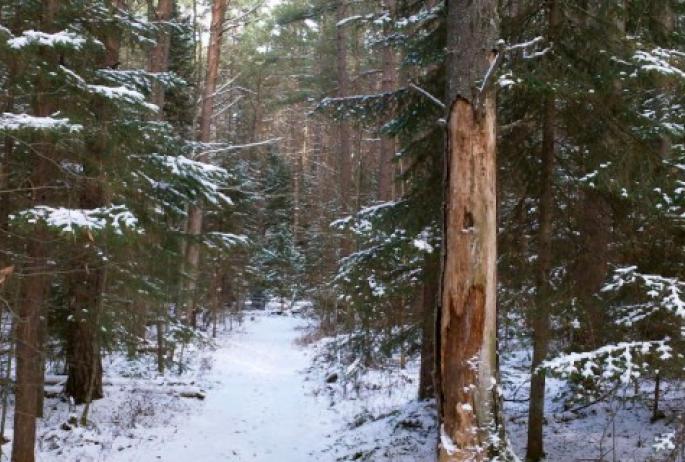 a tree marked by deer