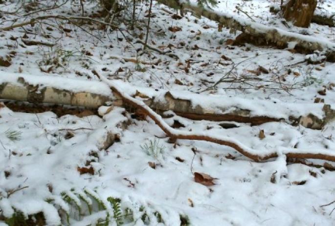 fallen birch log in new snow