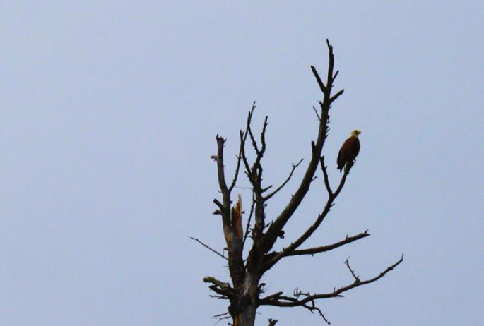 Bald Eagle near the public launch on Lower Saranac