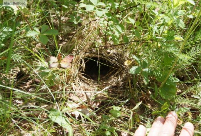 Ovenbird Nest - SPB