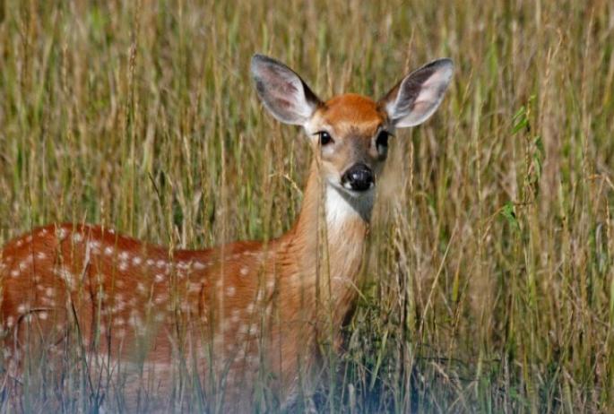 We saw two speckled white-tailed deer fawns as we drove to the trailhead. Photo courtesy of Larry Master, www.masterimages.org.