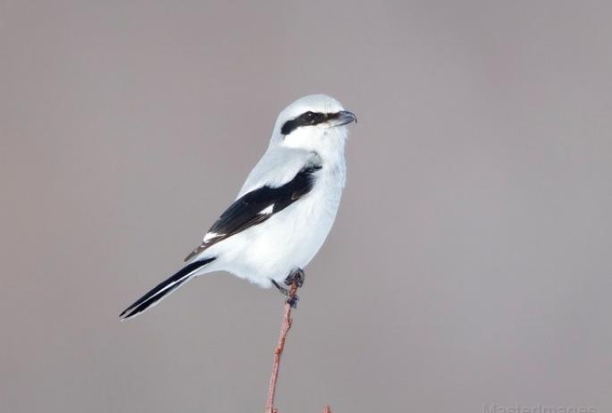 A grey and black and white songbird sitting atop a stick.