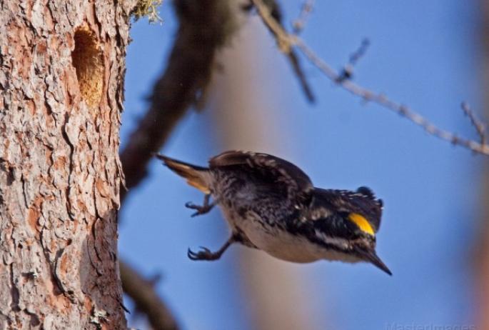 A black woodpecker with a yellow mark on its head leaps from a branch.