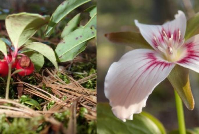 Alpine wintergreen and Trillium are iconic Adirondack flora