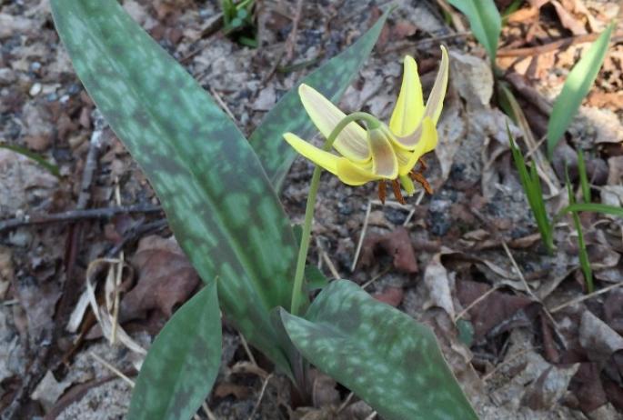 Trout Lily along Ampersand Mountain Trail