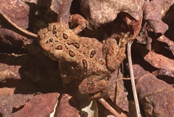 American Toad along the Ampersand Mountain Trail