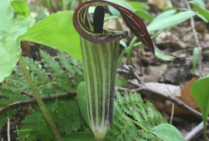 Jack-in-the-pulpit along the Ampersand Mountain Trail