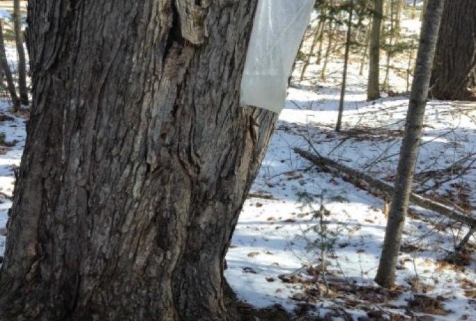 the latest wrinkle in sugar-tapping is the winebag to hold the sap