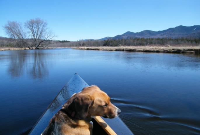 A dog sitting at the front of a canoe on the Saranac River.