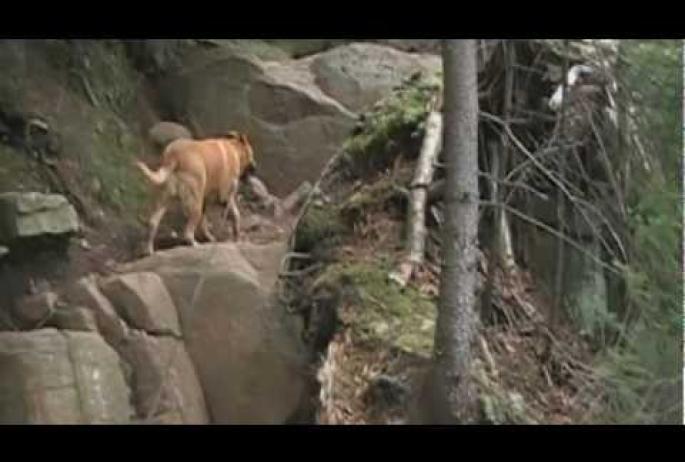 As seen in this still from the Youtube video, "A Hike to Echo Cliffs on Panther Mountain in the Adirondacks," this similarly colored dog could even be mistaken for a cougar.