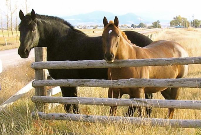 At left, a draft horse. At right, a typical riding horse: showing the differences between these two types of horse. (photo courtesy Wikimedia Commons, user Montanabw)