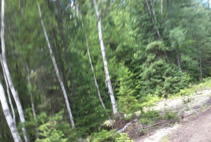 So fast the birches are a blur -- whee for quite a while!