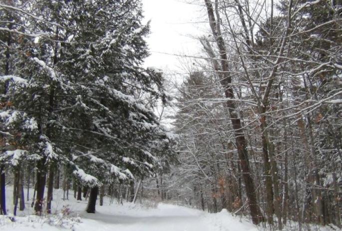 The outlined branches and sudden colors makes our snowy trails delightful photo opportunities.