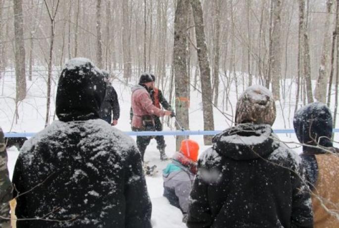 Trees have to be tapped when the sap is running. Here, students watch the process.