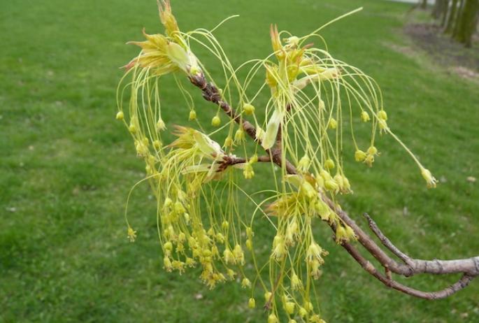 Sugar maple flowers: yes, really! While not as showy as conventional blooms, they perform a vital function in creating more sugar maples.
