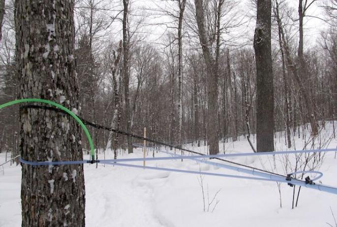 The tubing system can be taken down and reused season after season, while the trees themselves grow in productivity. All along, the maples contribute to the life of the forest.