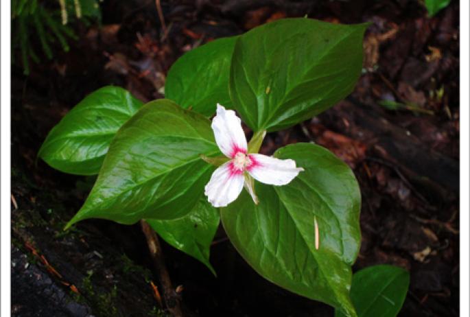 Painted Trilliums have lovely markings. (photo courtesy Paul Smiths VIC)