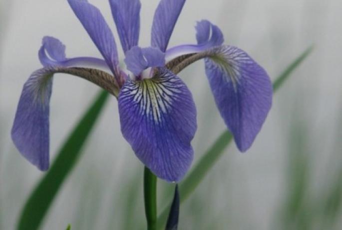 A denizen of the line between earth and water, the blue flag iris stands out in in many ways, from its upright posture to the brightness of its blooms.