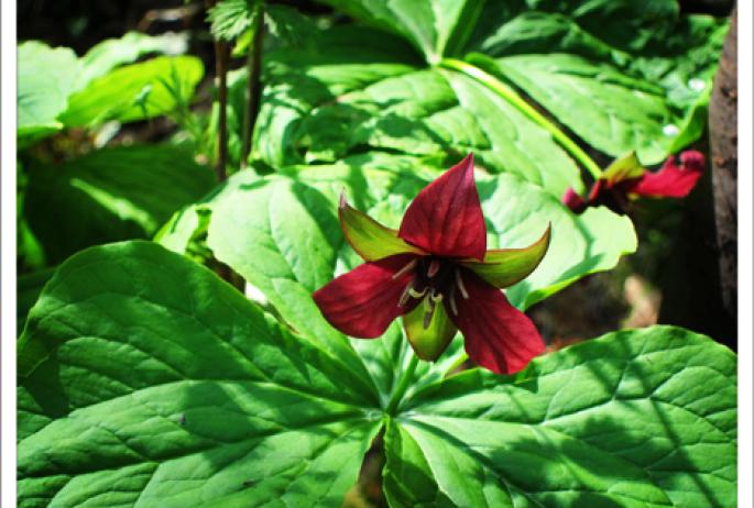 Purple Trillium is also considered red. (photo courtesy Paul Smiths VIC)