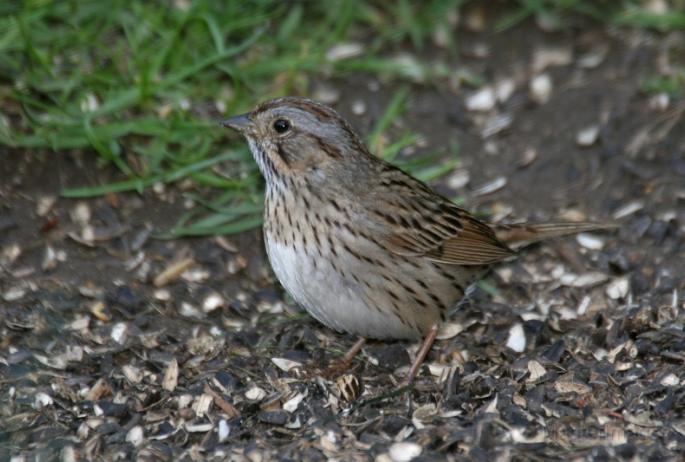 I heard a Lincoln's Sparrow singing along the Boreal Life Trail. Image courtesy of www.masterimages.org.