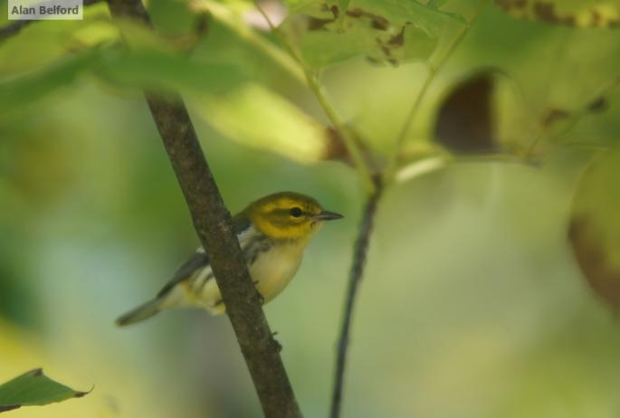 We found a few Black-throated Green Warblers as we hiked.
