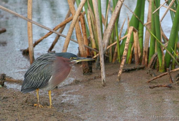 A Green Heron along the marsh was a nice find. Image courtesy of www.masterimages.org.