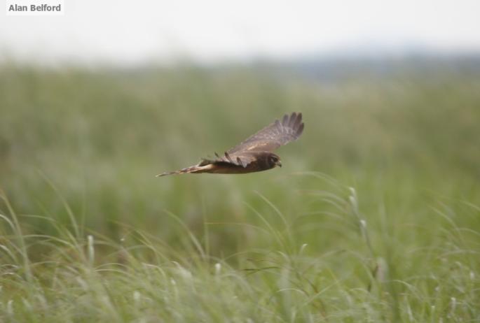 I spotted a Northern Harrier hunting over the bog mat, just as the bird in this photo is hunting over a marsh.