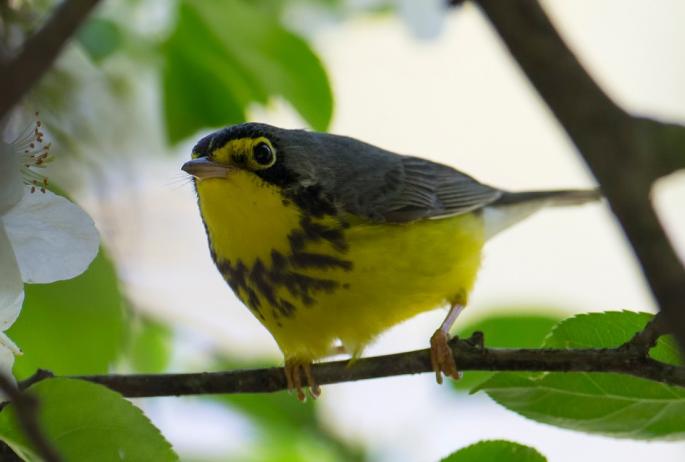 We had a few Canada Warblers as we walked. Image courtesy of MasterImages.org.